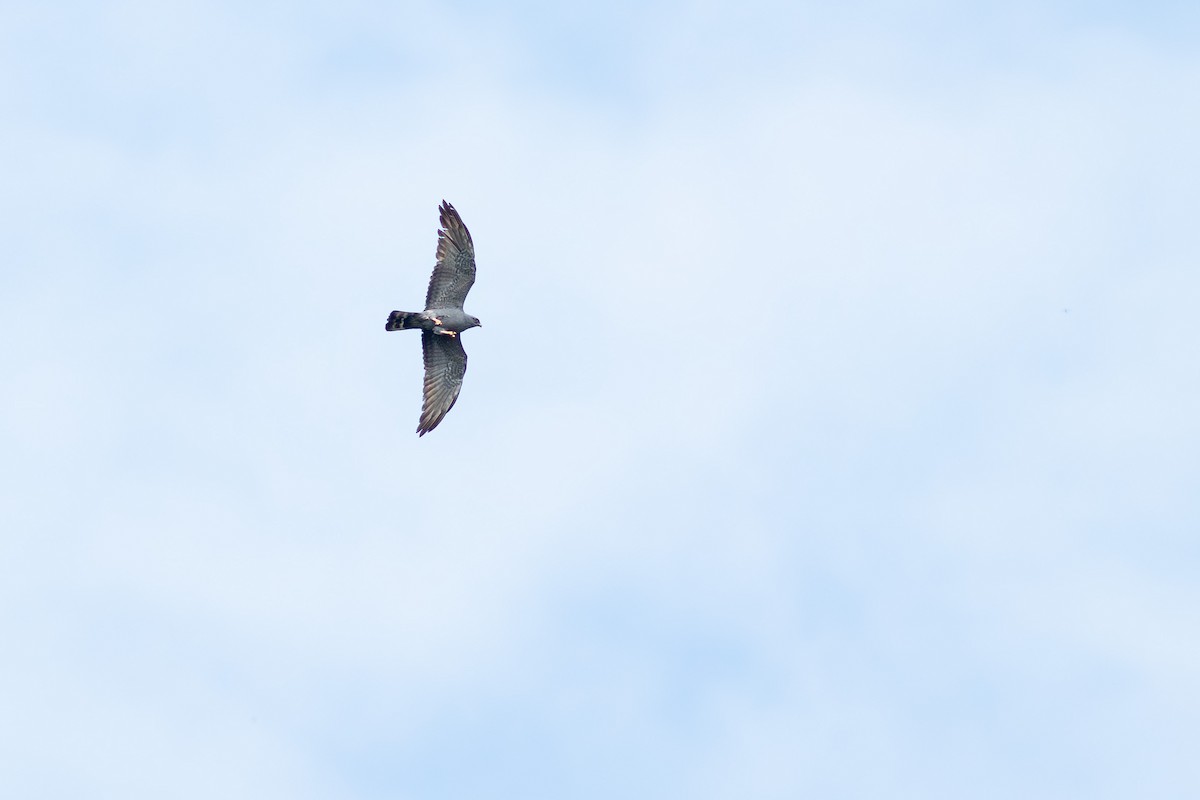 Plumbeous Kite - ML641046653