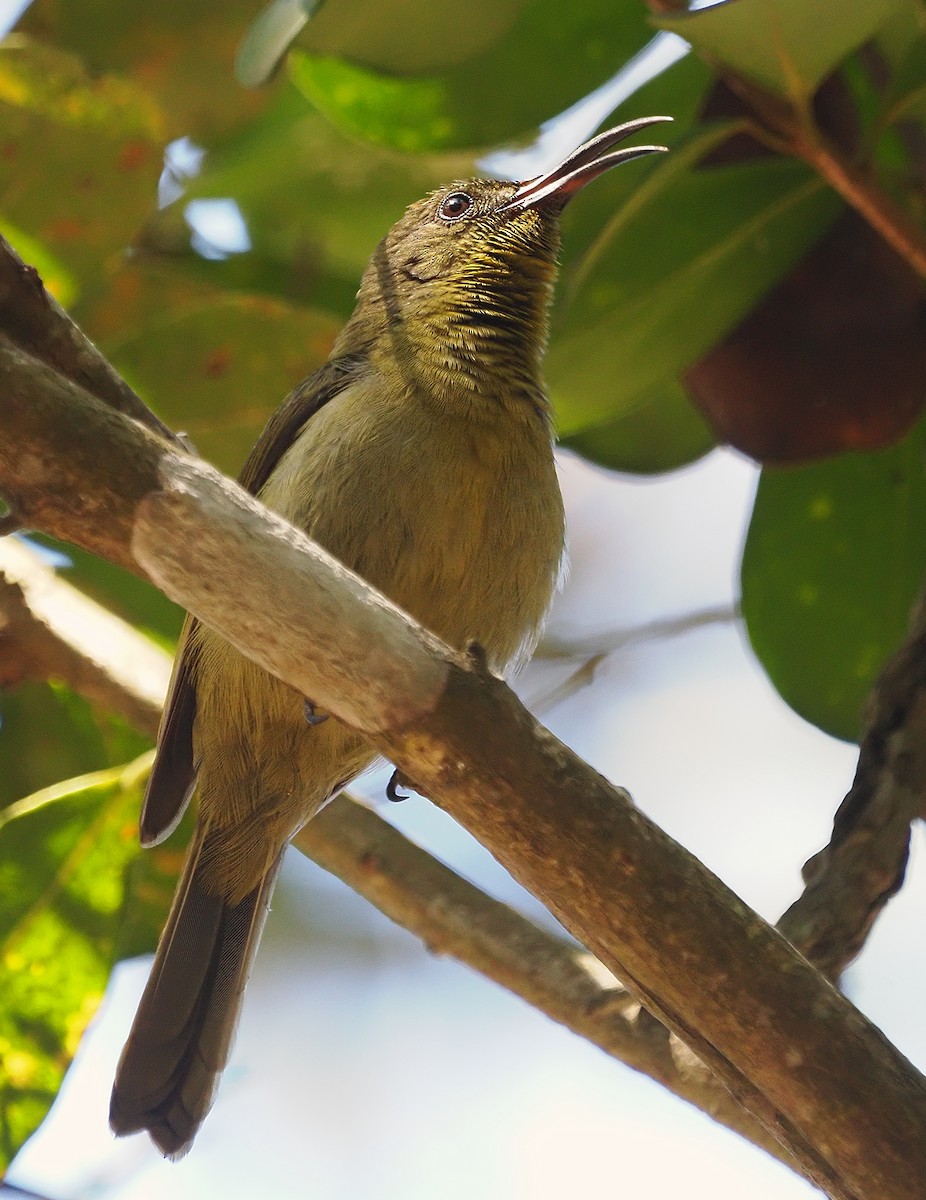 Olive Sunbird - ML641046687