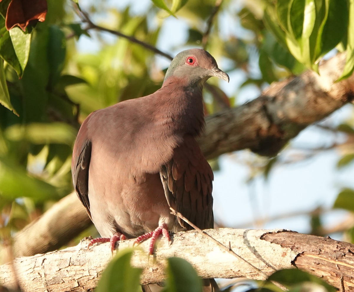 Pale-vented Pigeon - ML641046702