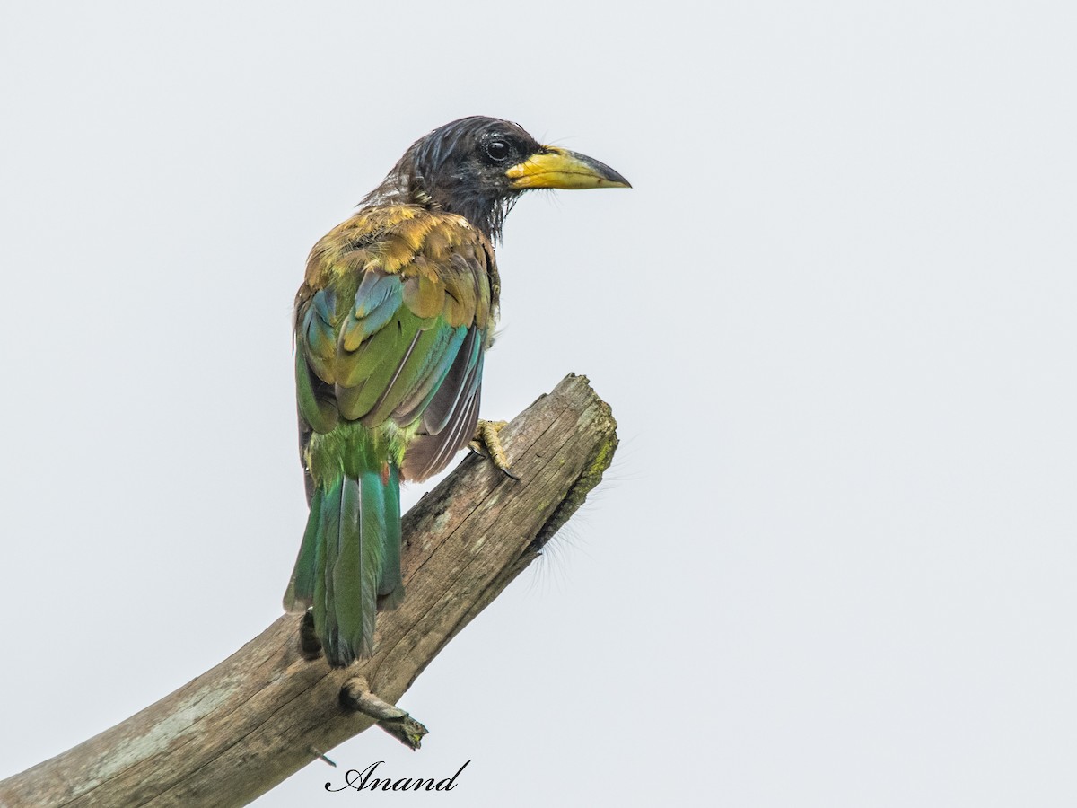 Great Barbet - ML641046707