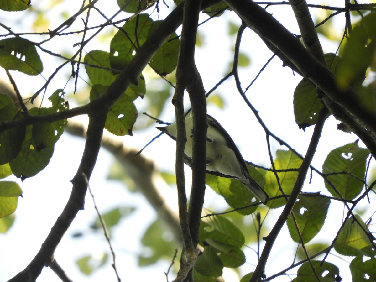 Ashy Minivet - ML641046709