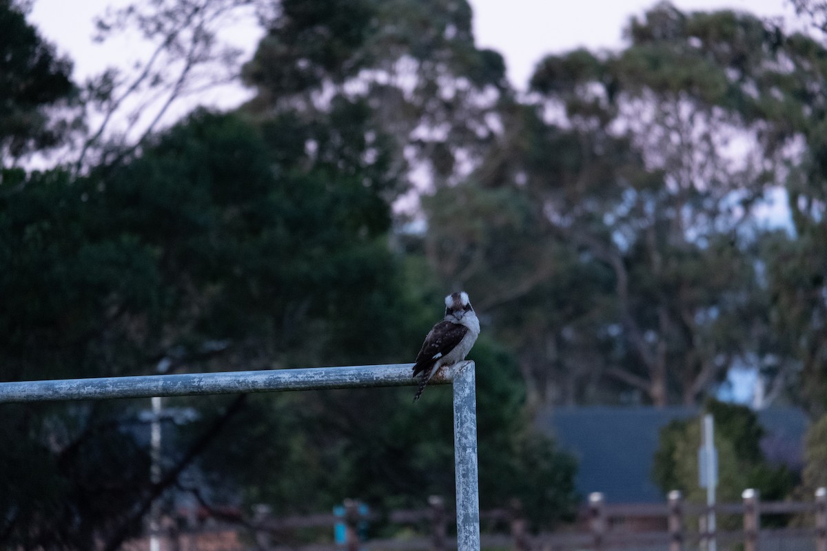 Laughing Kookaburra - ML641046746