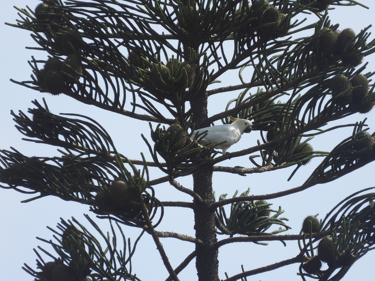 Yellow-crested Cockatoo - ML641046754