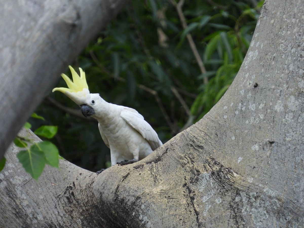 Yellow-crested Cockatoo - ML641046755