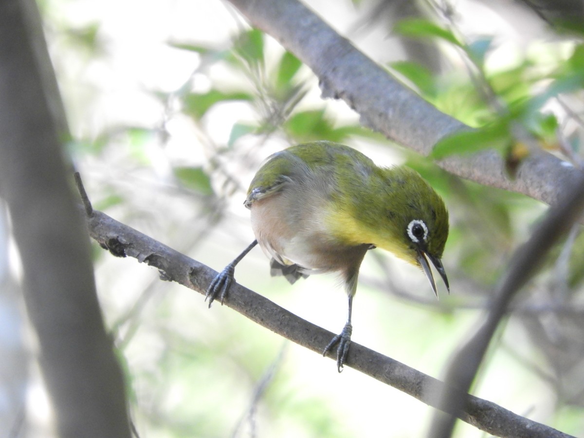 Japanbrillenvogel - ML641046760