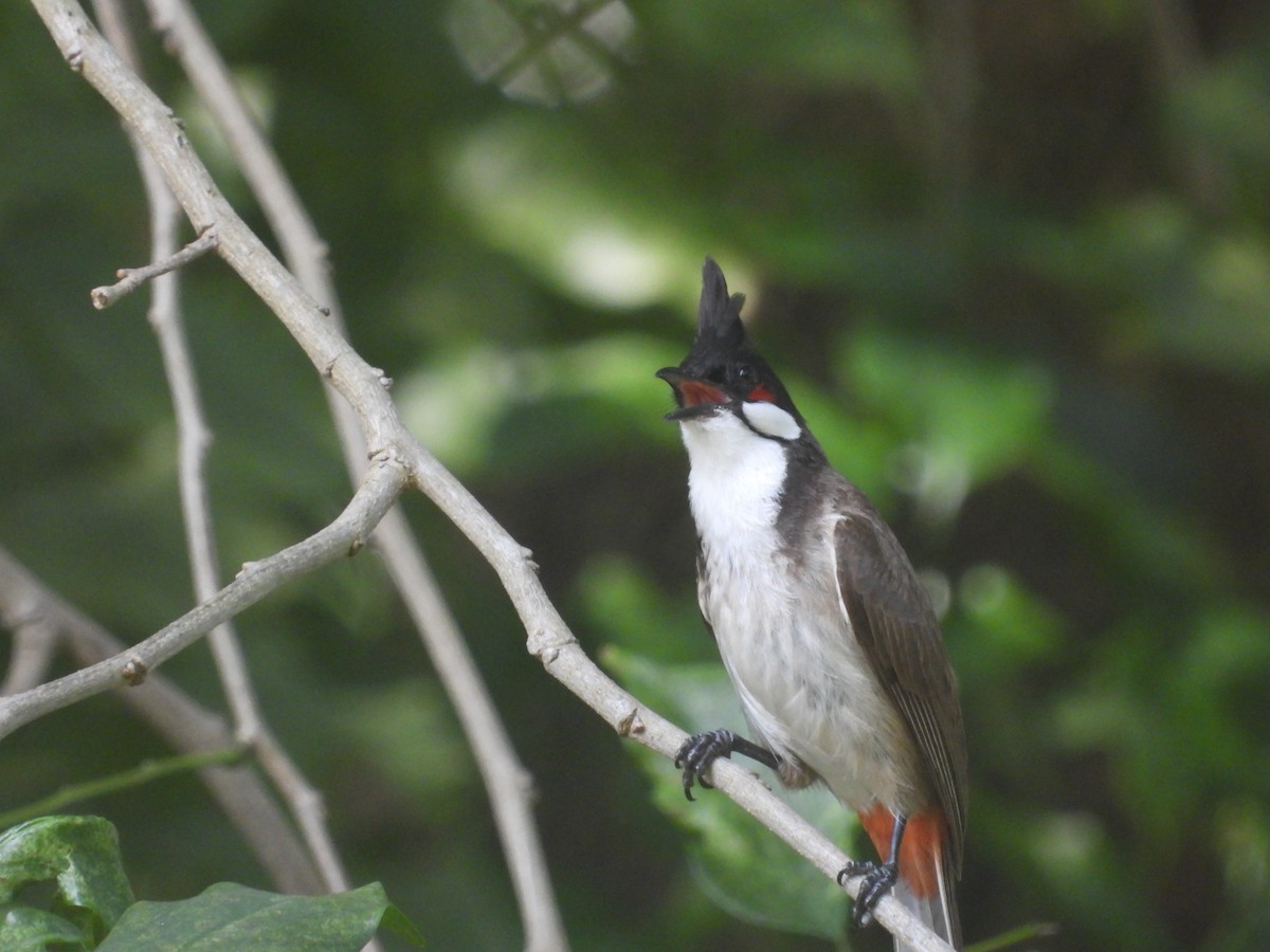 Red-whiskered Bulbul - ML641046785
