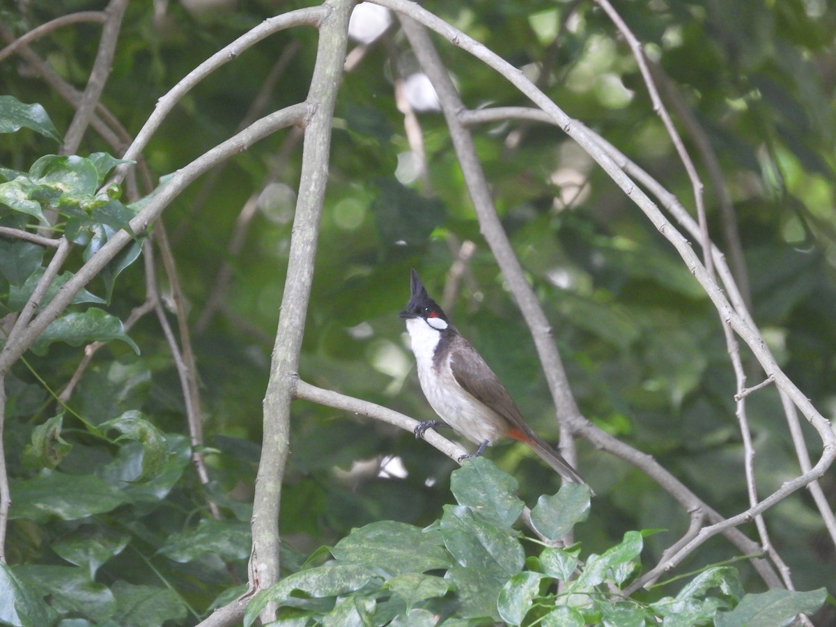 Red-whiskered Bulbul - ML641046786