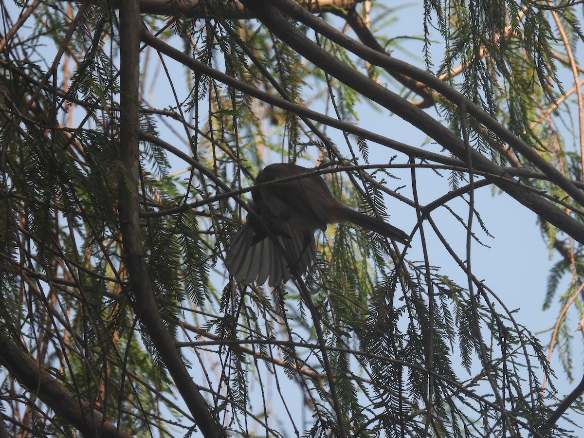 Red-whiskered Bulbul - ML641046787