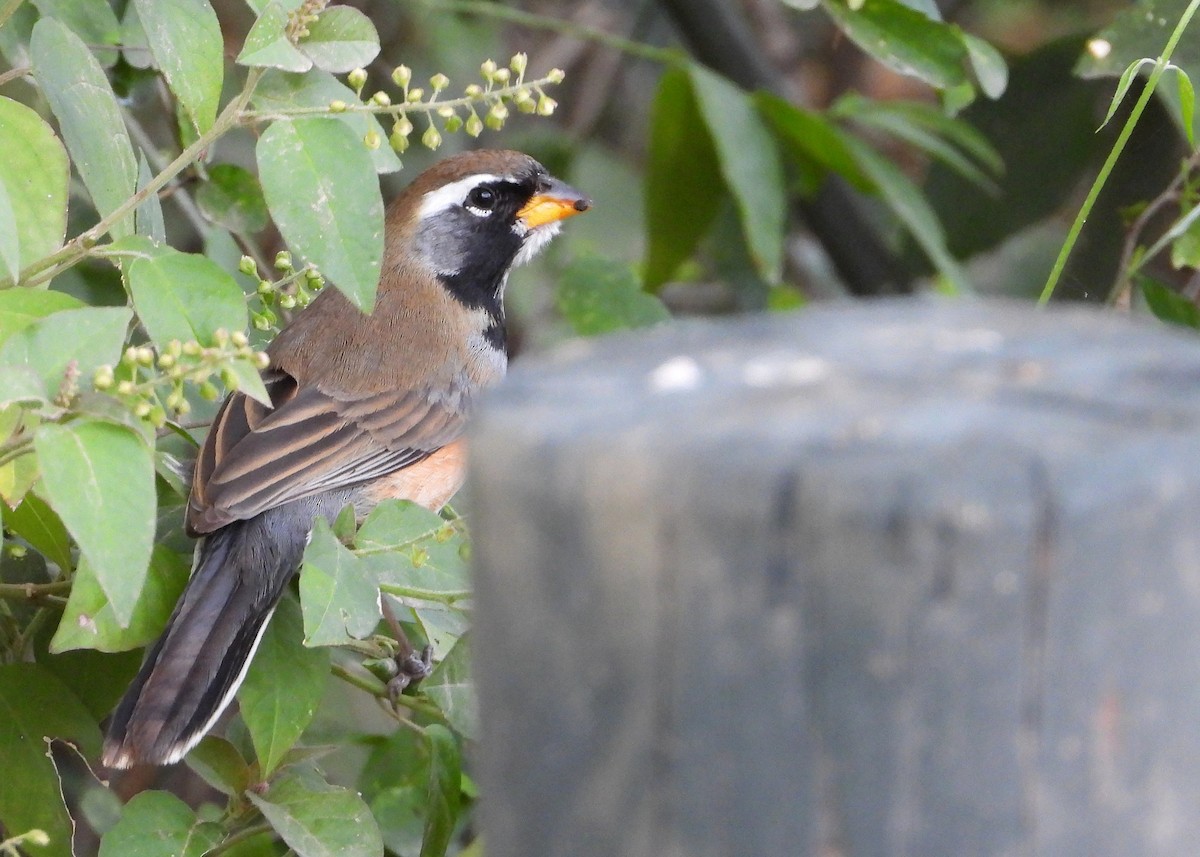 Many-colored Chaco Finch - ML641046788