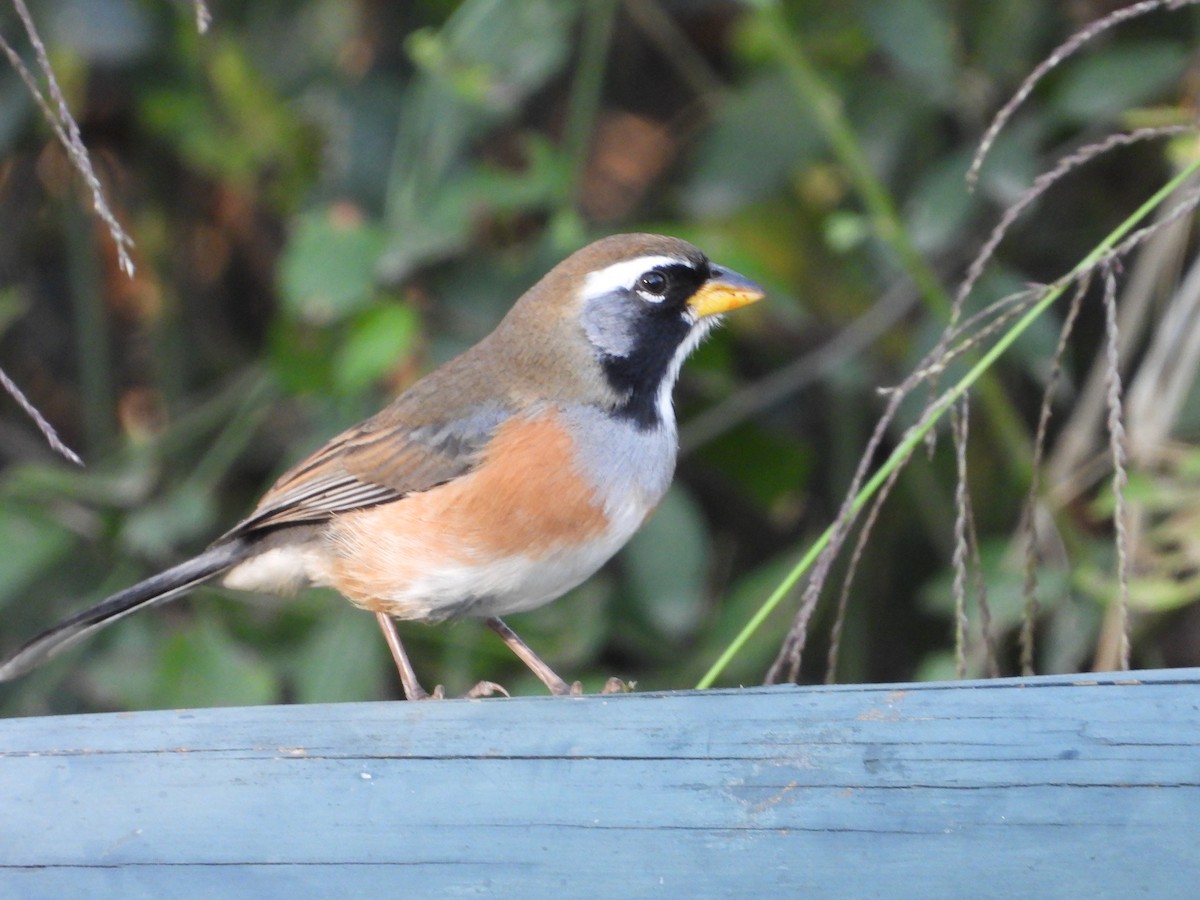 Many-colored Chaco Finch - ML641046789