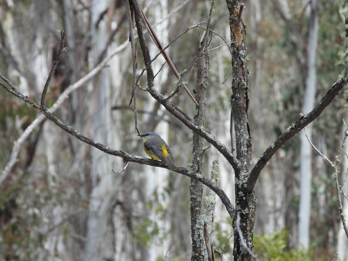 Eastern Yellow Robin - ML641046808