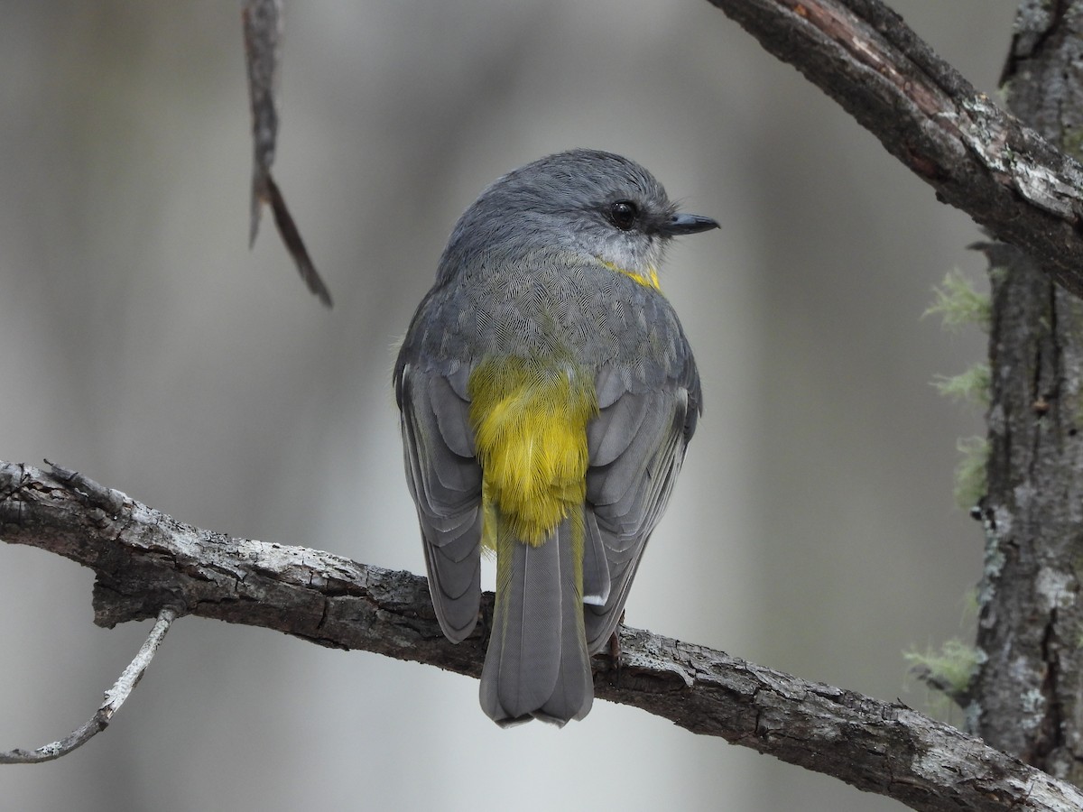 Eastern Yellow Robin - ML641046809