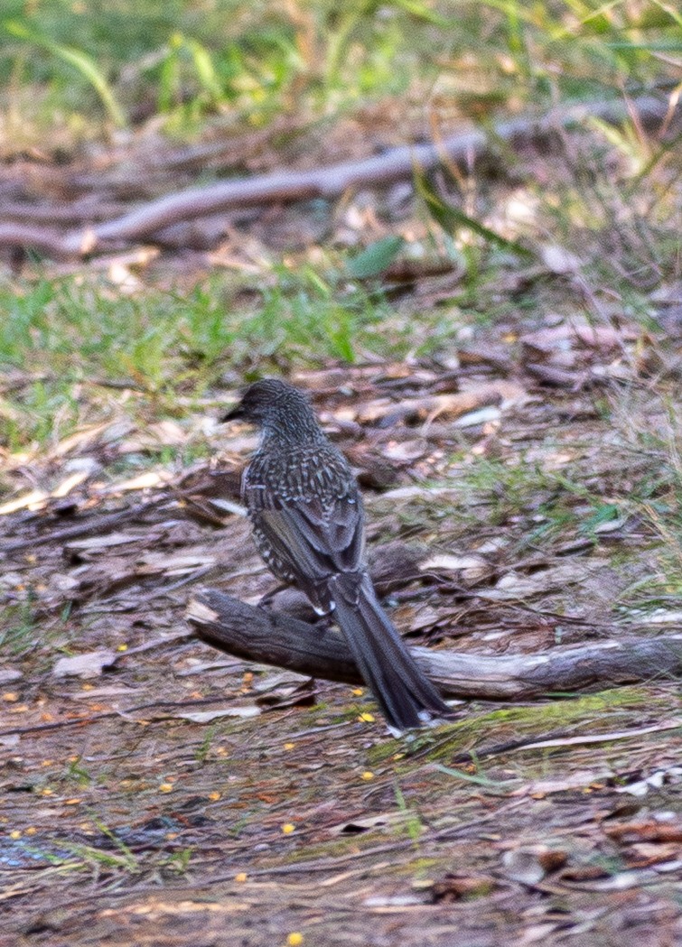 Little Wattlebird - ML641046821