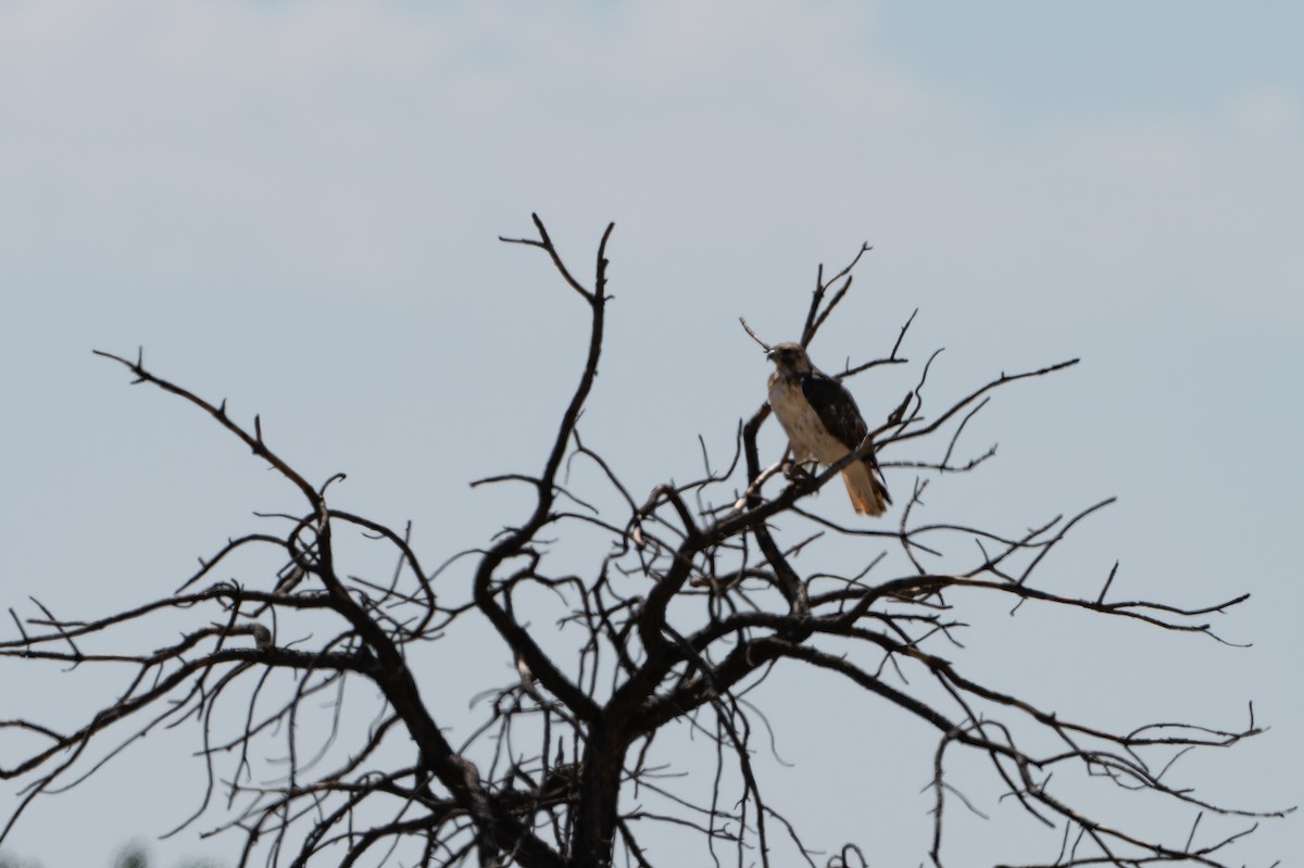 Red-tailed Hawk - ML641046853