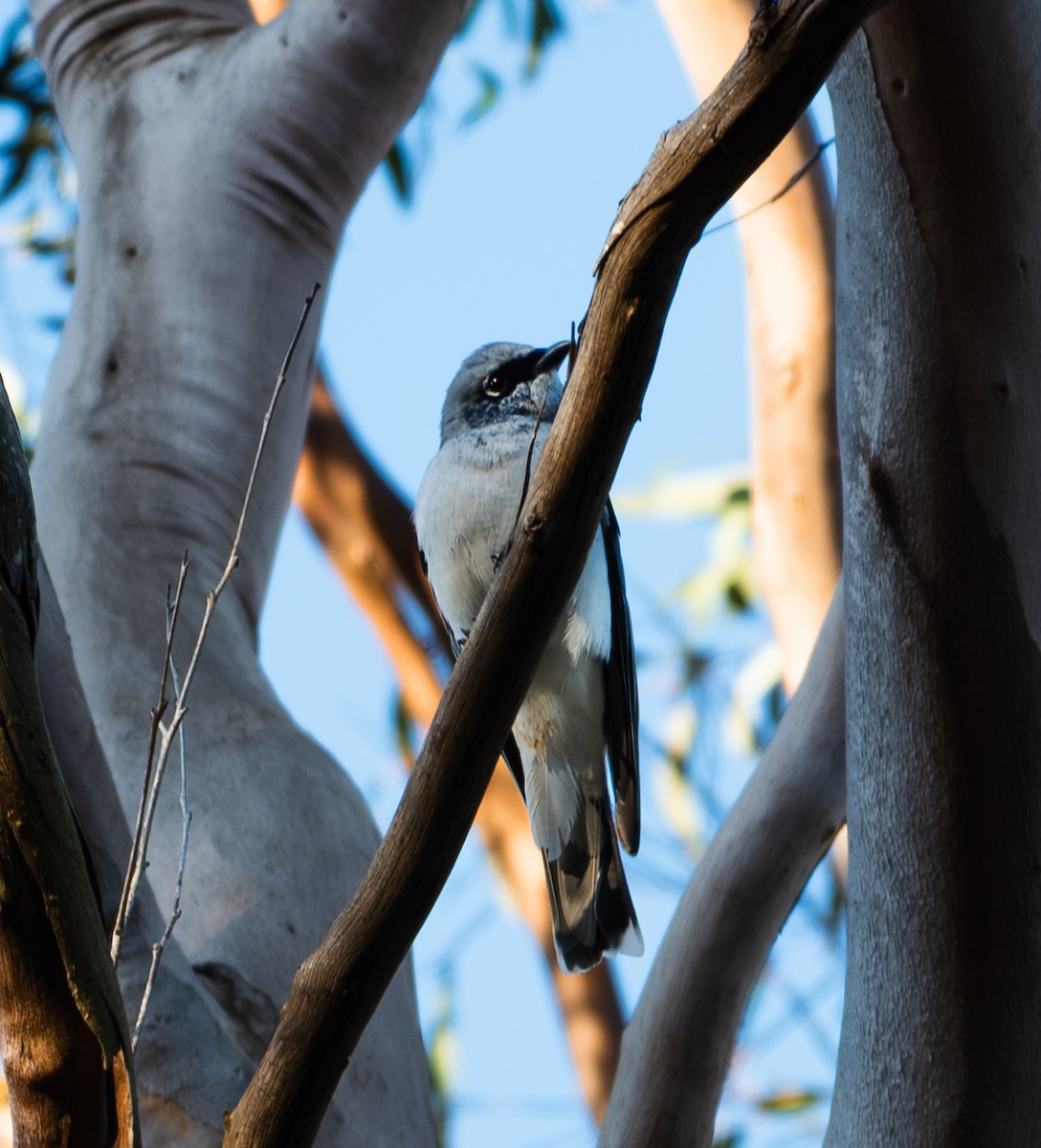 White-bellied Cuckooshrike - ML641046892