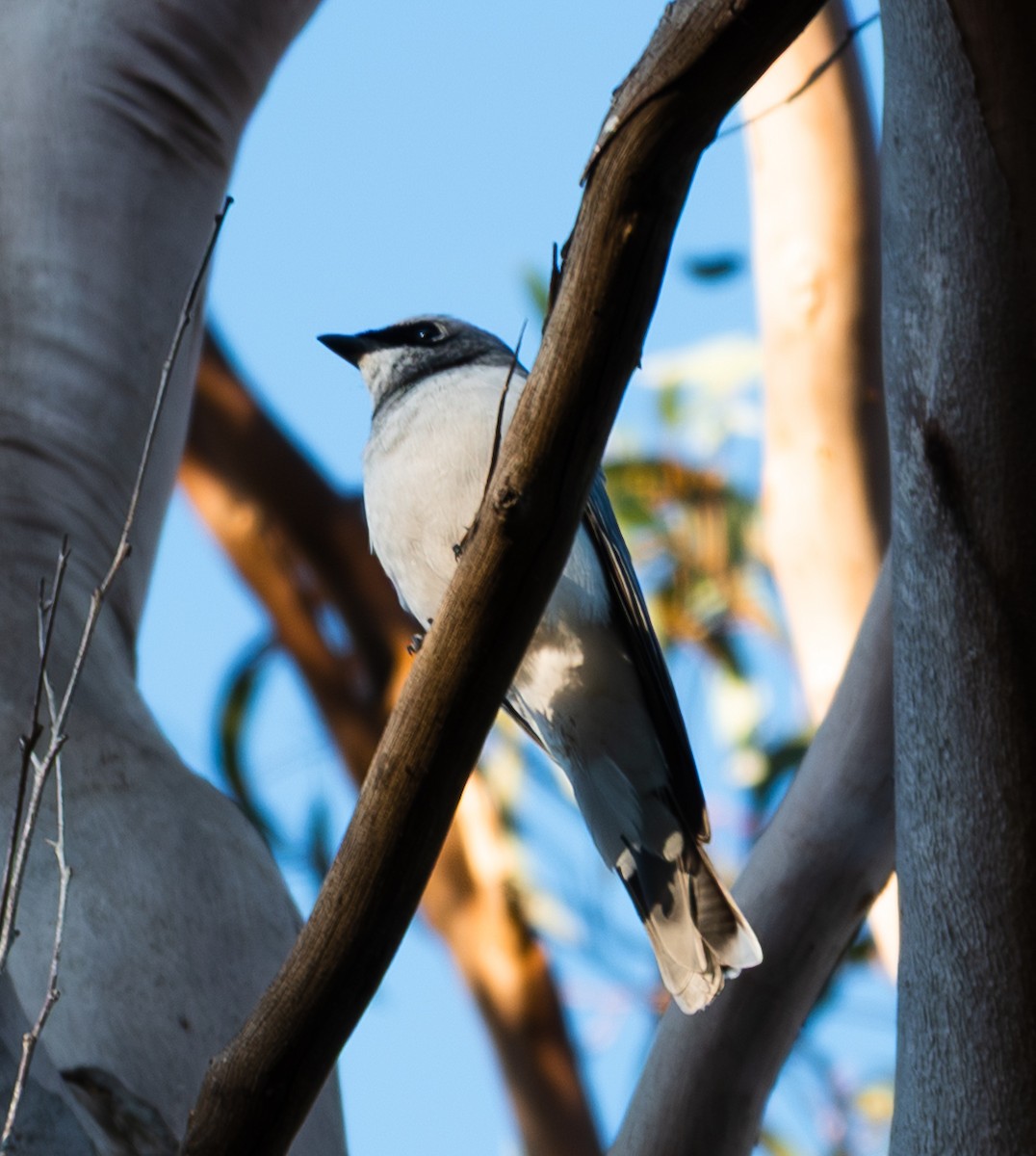 White-bellied Cuckooshrike - ML641046893