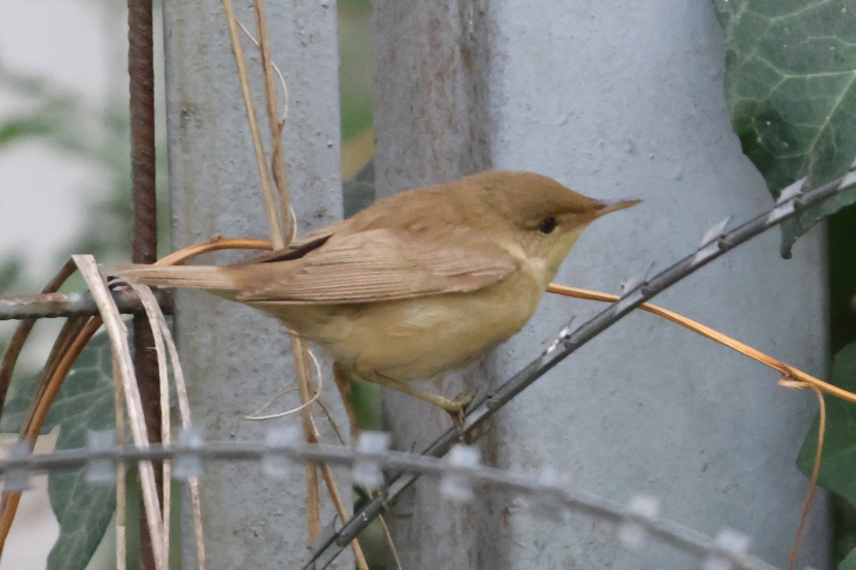 Marsh Warbler - ML641046894