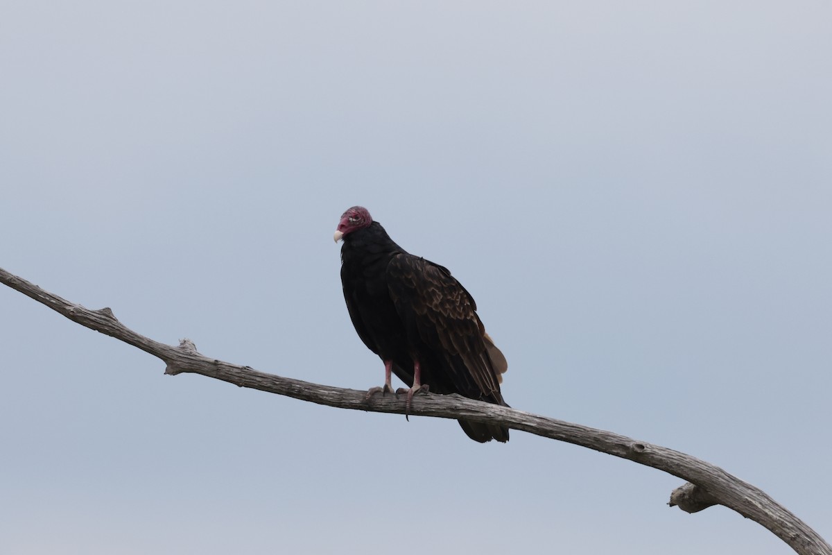Turkey Vulture - ML641046958