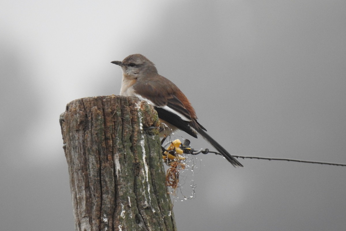 White-banded Mockingbird - ML641046962