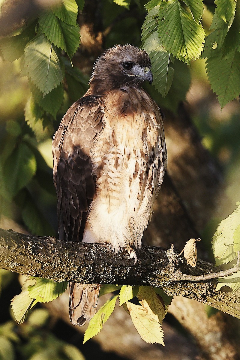 Red-tailed Hawk - ML641046963