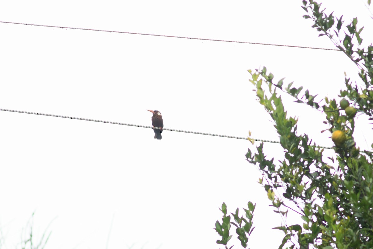 White-eared Jacamar - ML641046965