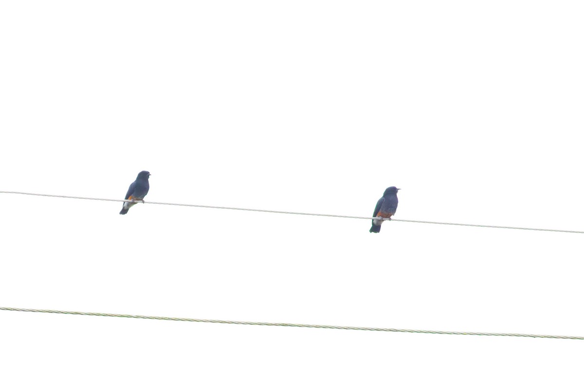 Swallow-winged Puffbird - ML641046968