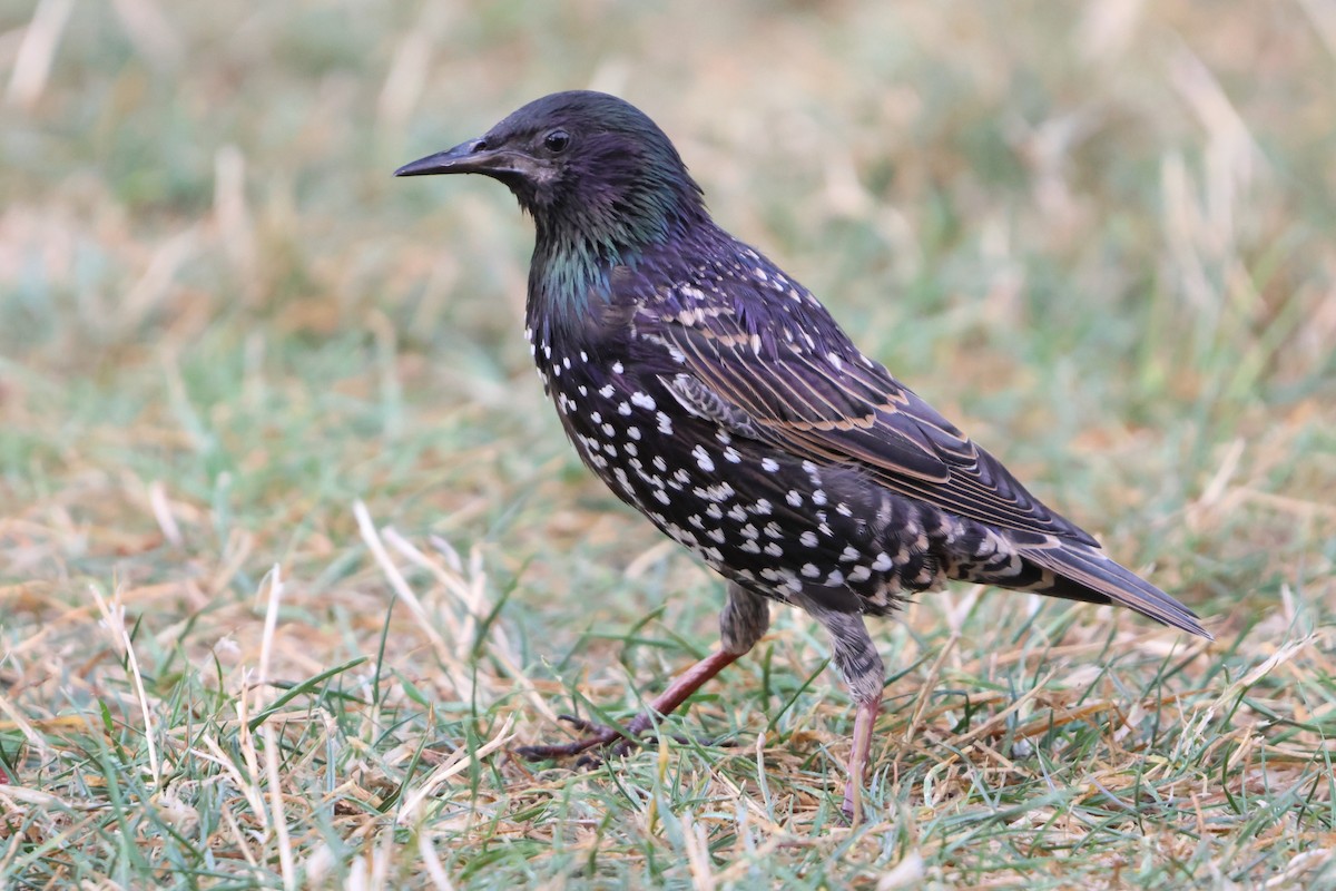 歐洲椋鳥 - ML641046979