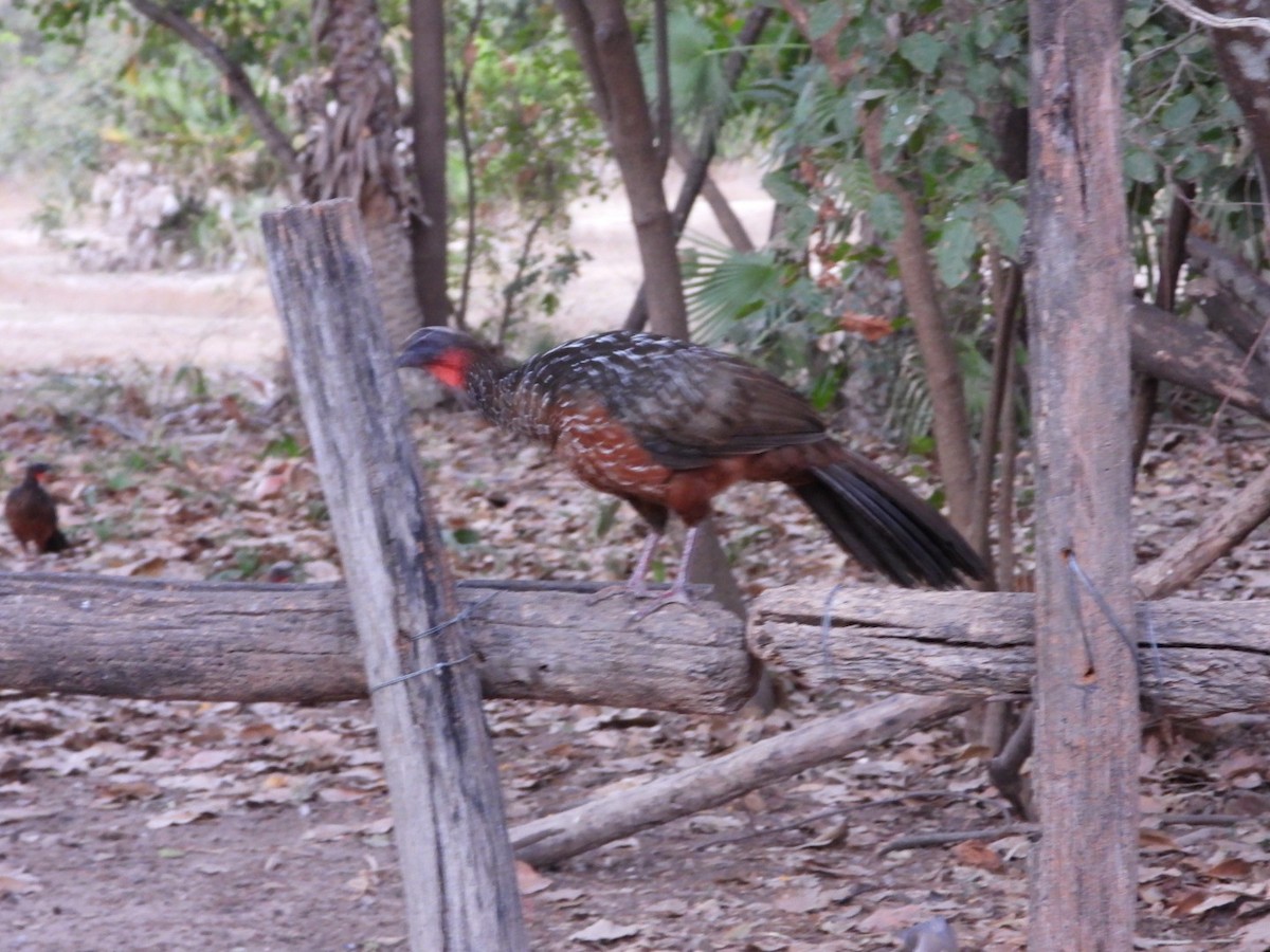 Kızıl Karınlı Guan - ML641047005
