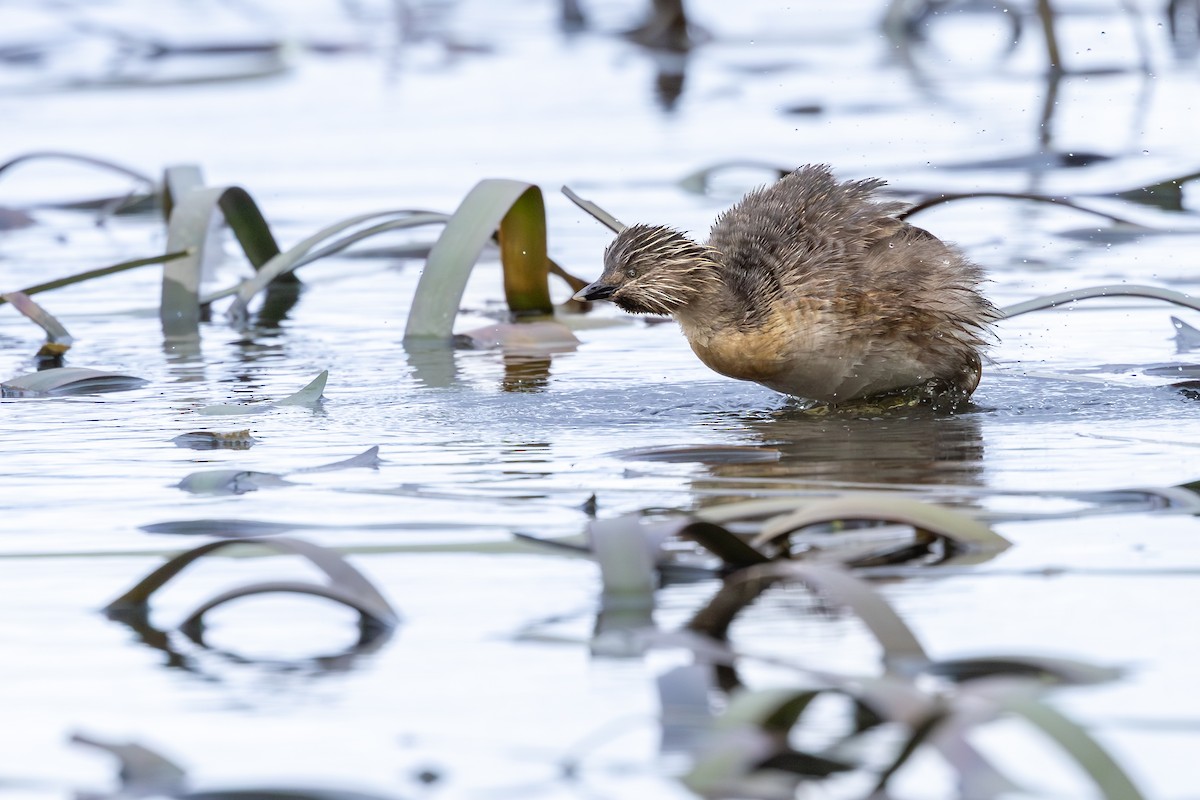 Hoary-headed Grebe - ML641047009