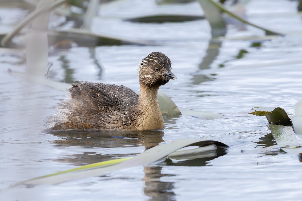 Hoary-headed Grebe - ML641047010