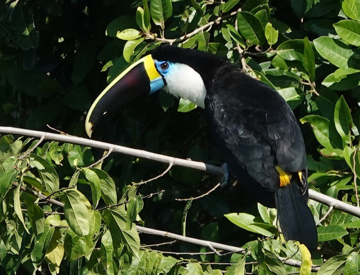 White-throated Toucan - ML641047116