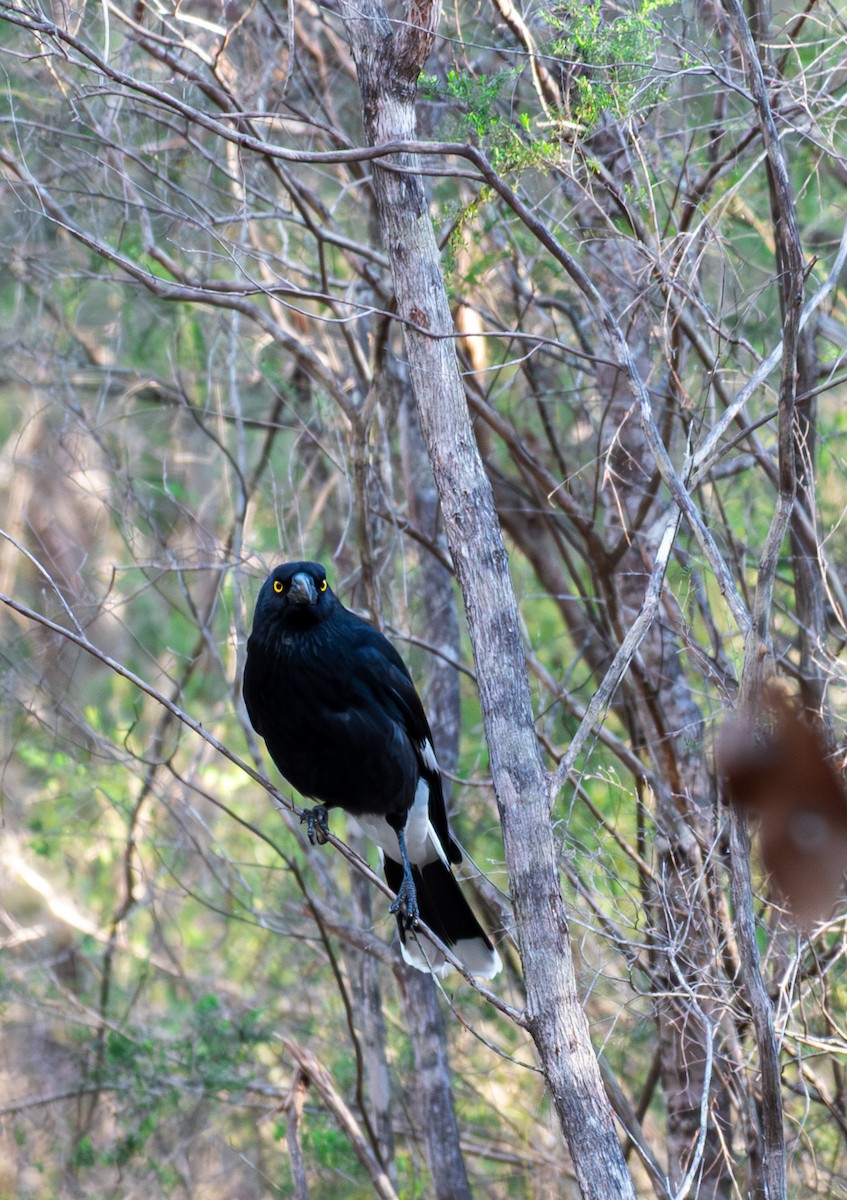 Pied Currawong - ML641047122