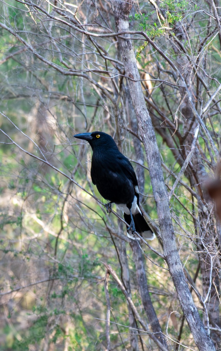 Pied Currawong - ML641047123
