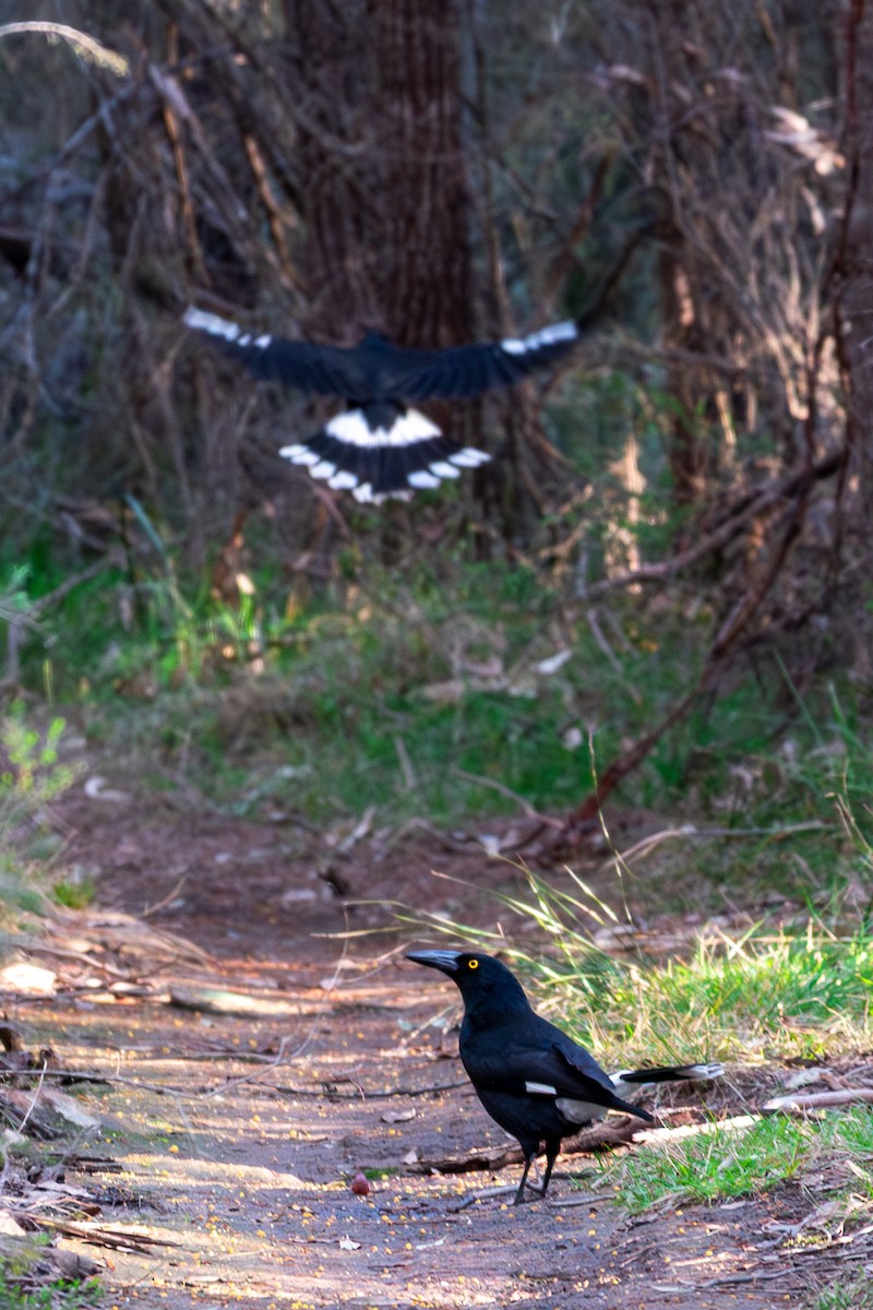 Pied Currawong - ML641047124