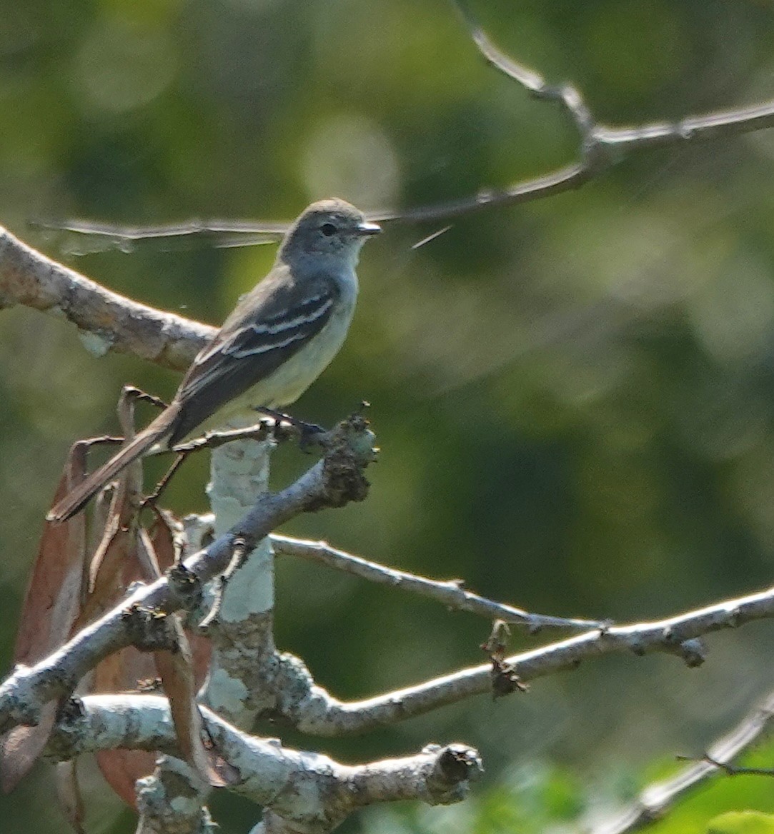 Southern Scrub-Flycatcher - ML641047186