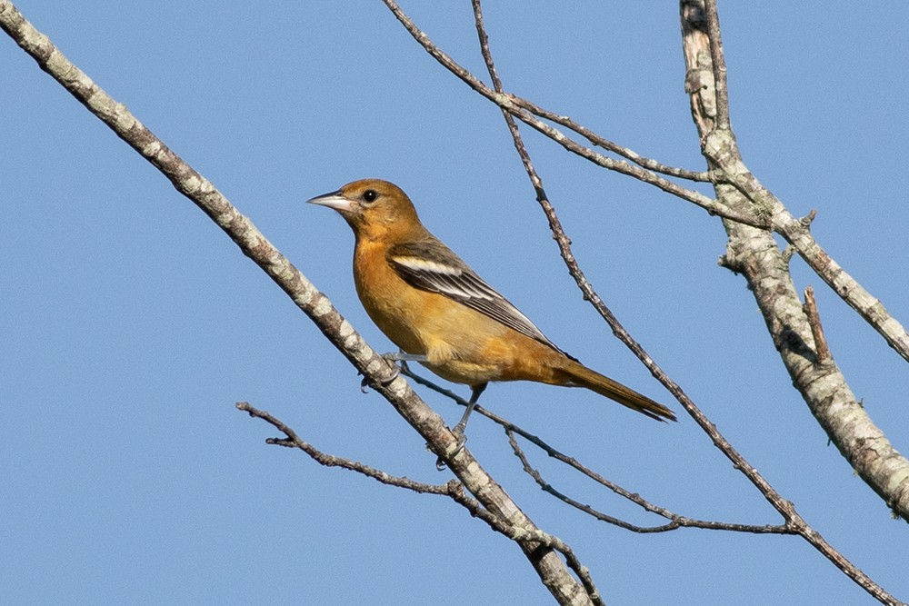 Baltimore Oriole - ML641047192