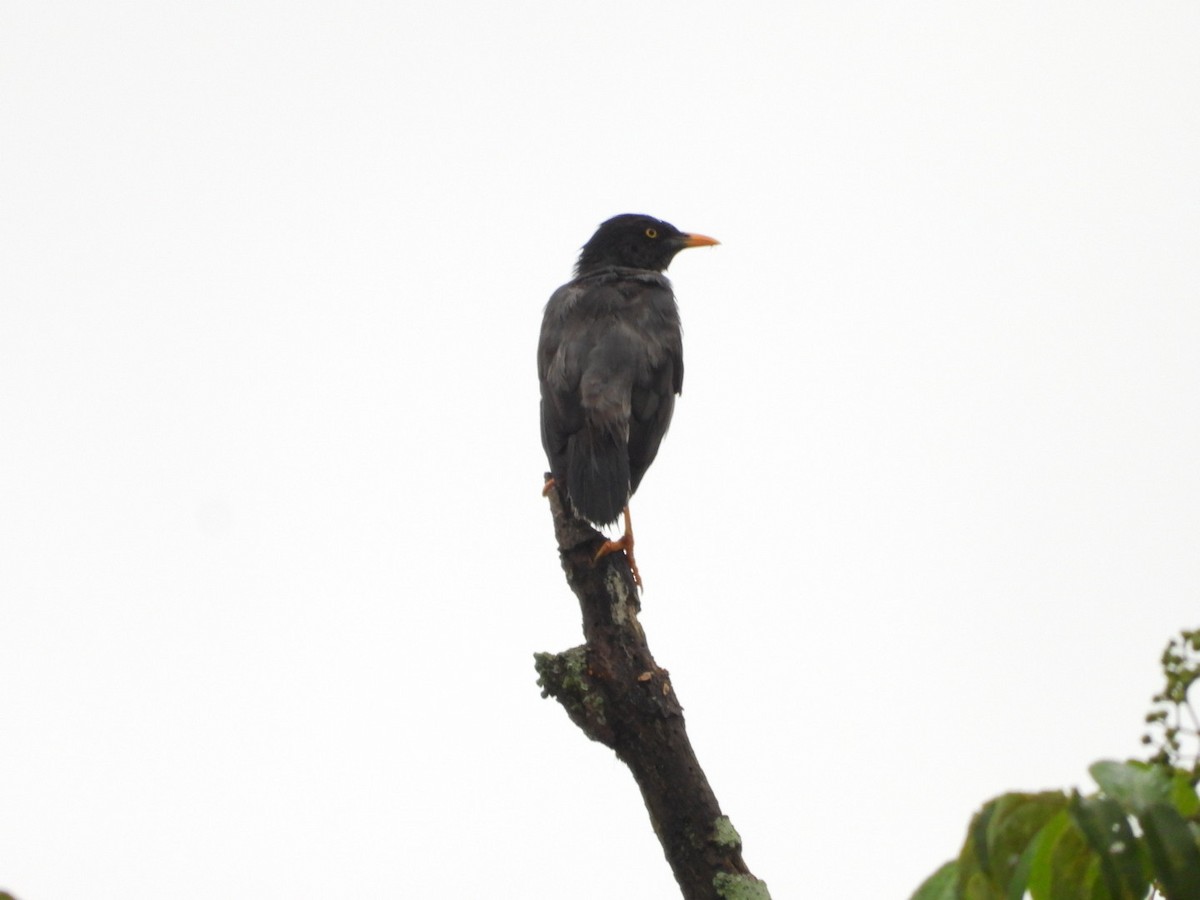 Jungle Myna - ML641047230