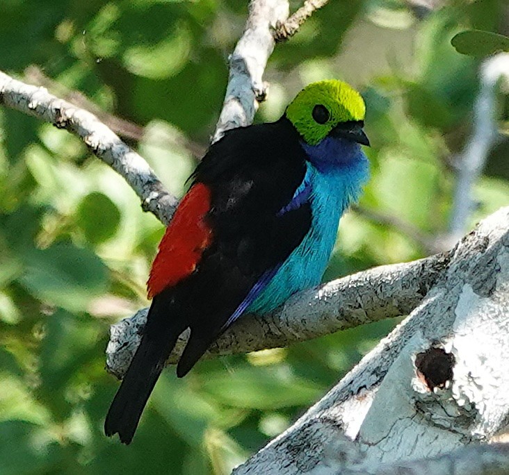 Paradise Tanager - ML641047252