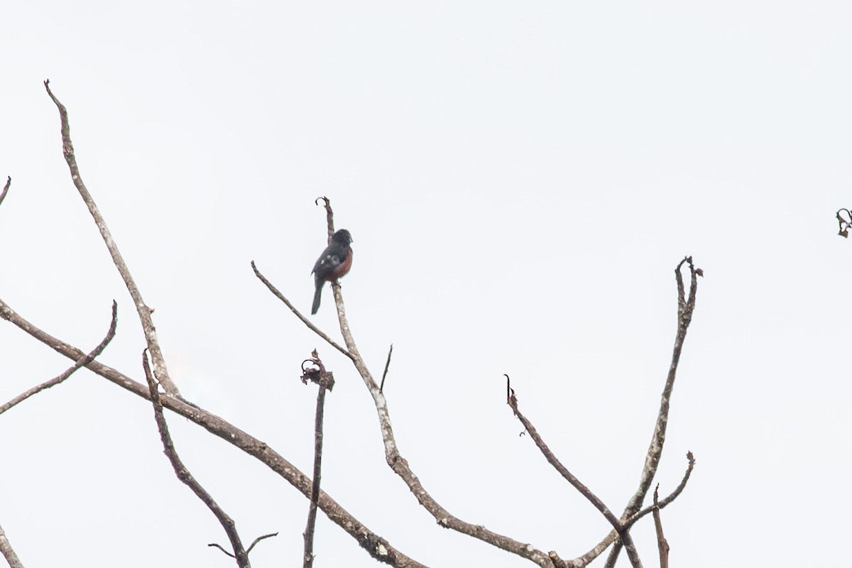 Chestnut-bellied Seed-Finch - ML641047265