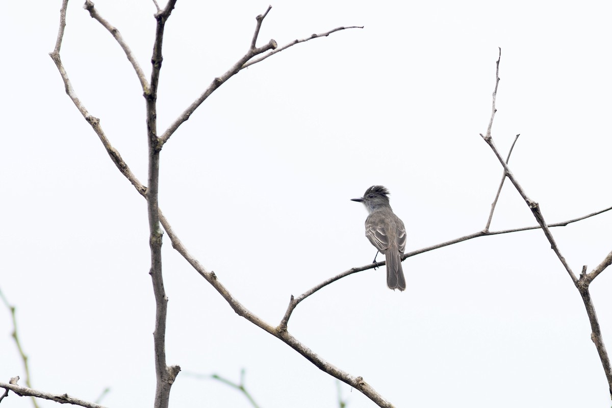 Short-crested Flycatcher - ML641047273