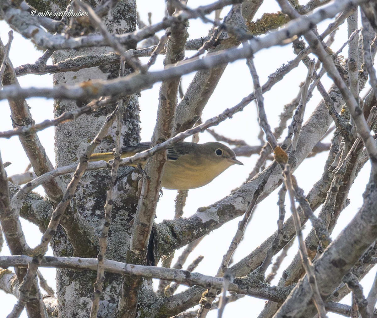 Yellow Warbler - ML641047285