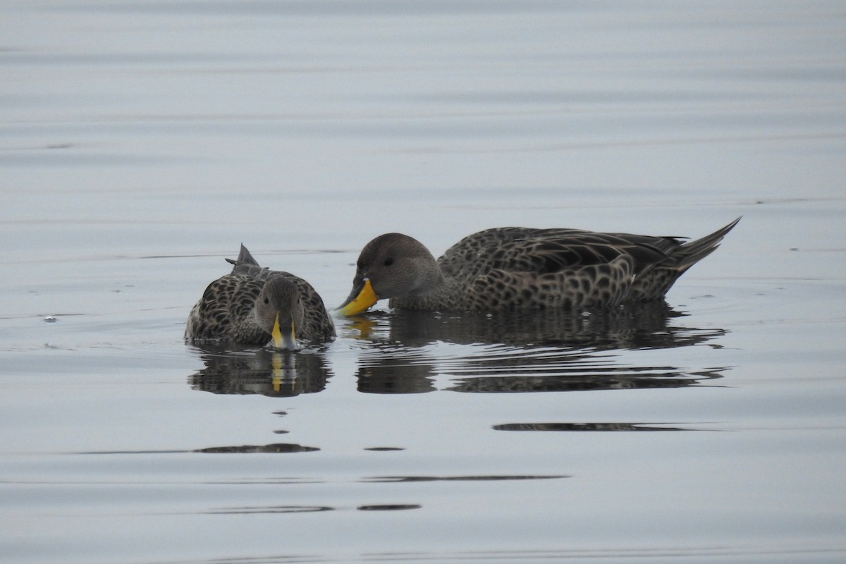 Yellow-billed Pintail - ML641047286