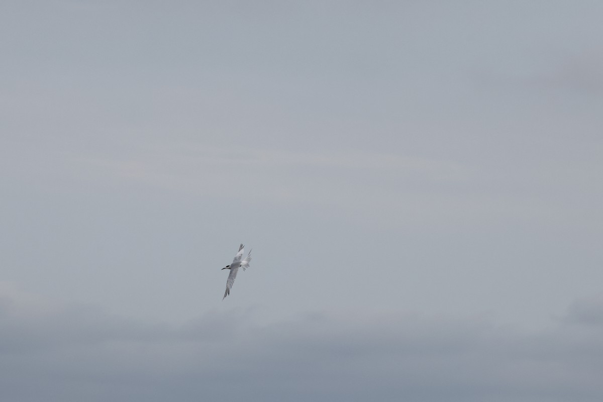 Forster's Tern - ML641047331