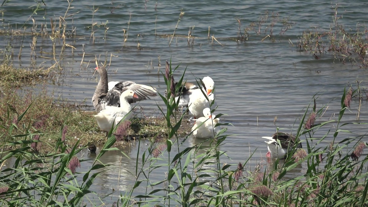 Graylag Goose (Domestic type) - ML641047337