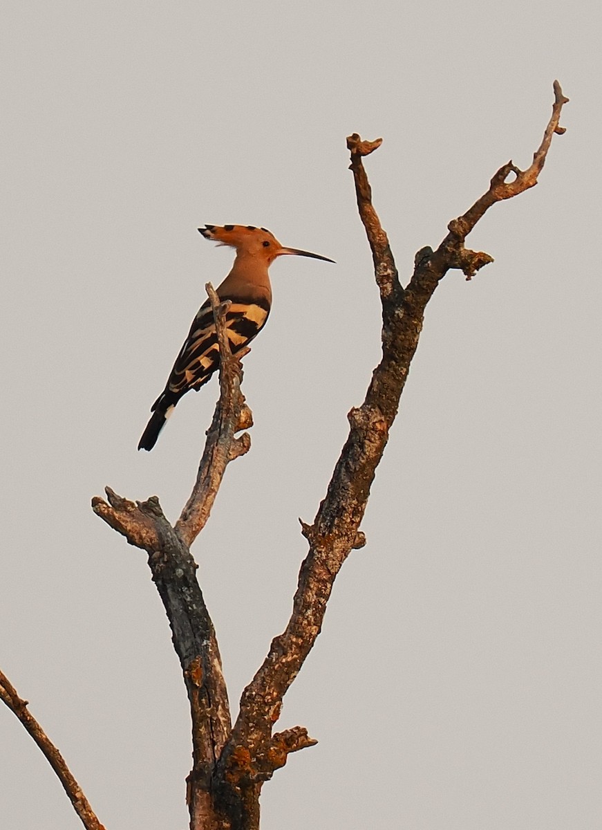 Common Hoopoe - ML641047395