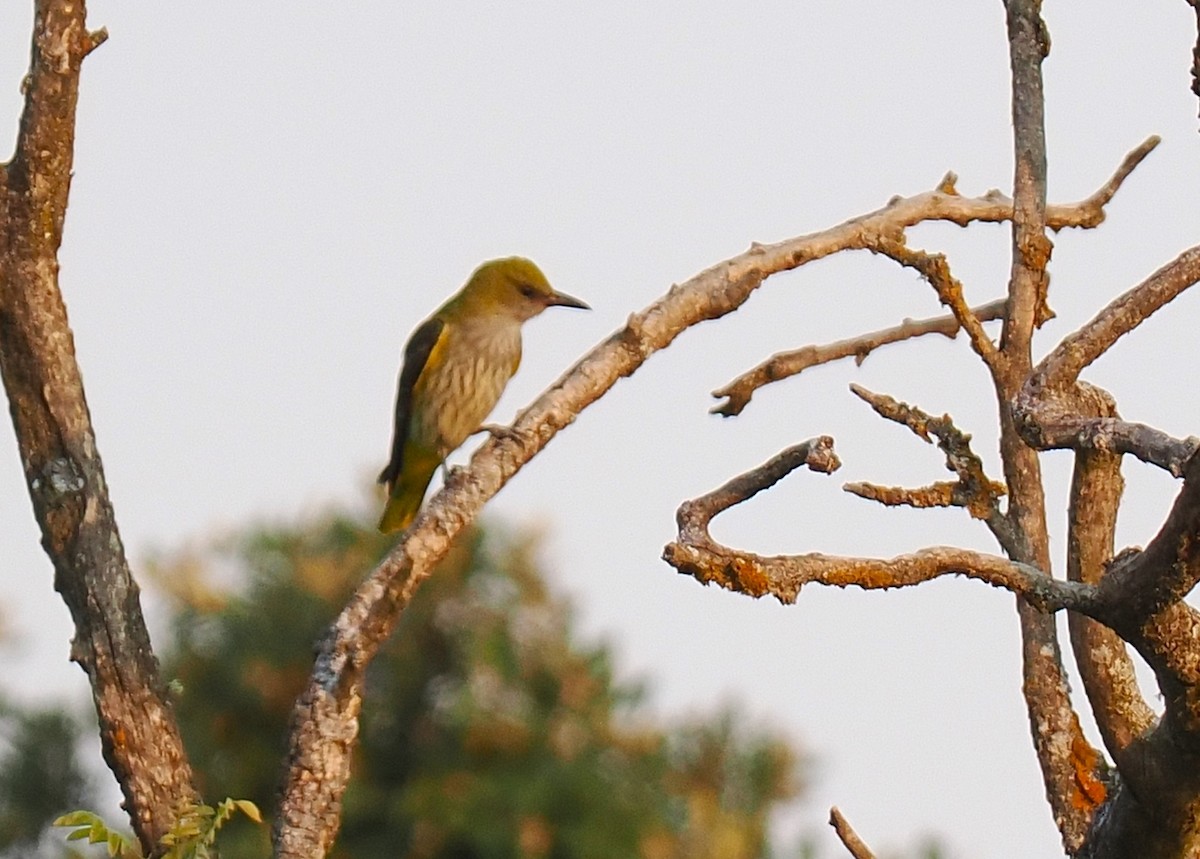 Eurasian Golden Oriole - ML641047403