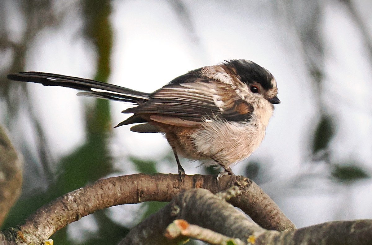 Long-tailed Tit - ML641047404