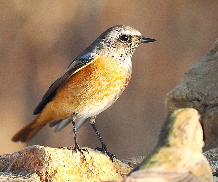 Common Redstart - ML641047414