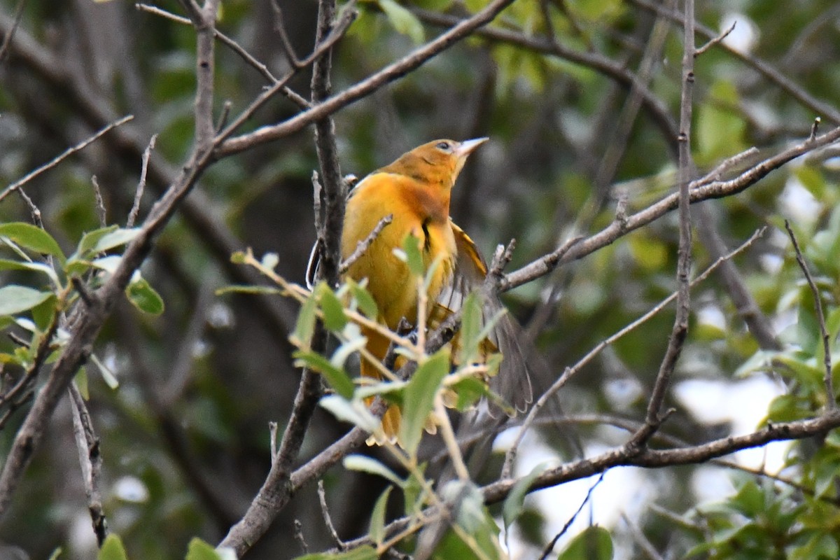 Baltimore Oriole - ML641047443