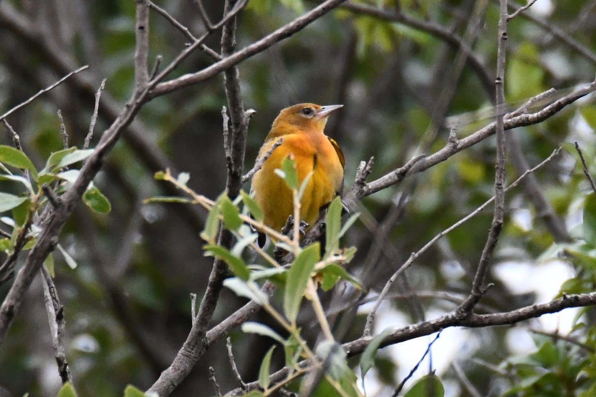 Baltimore Oriole - ML641047444